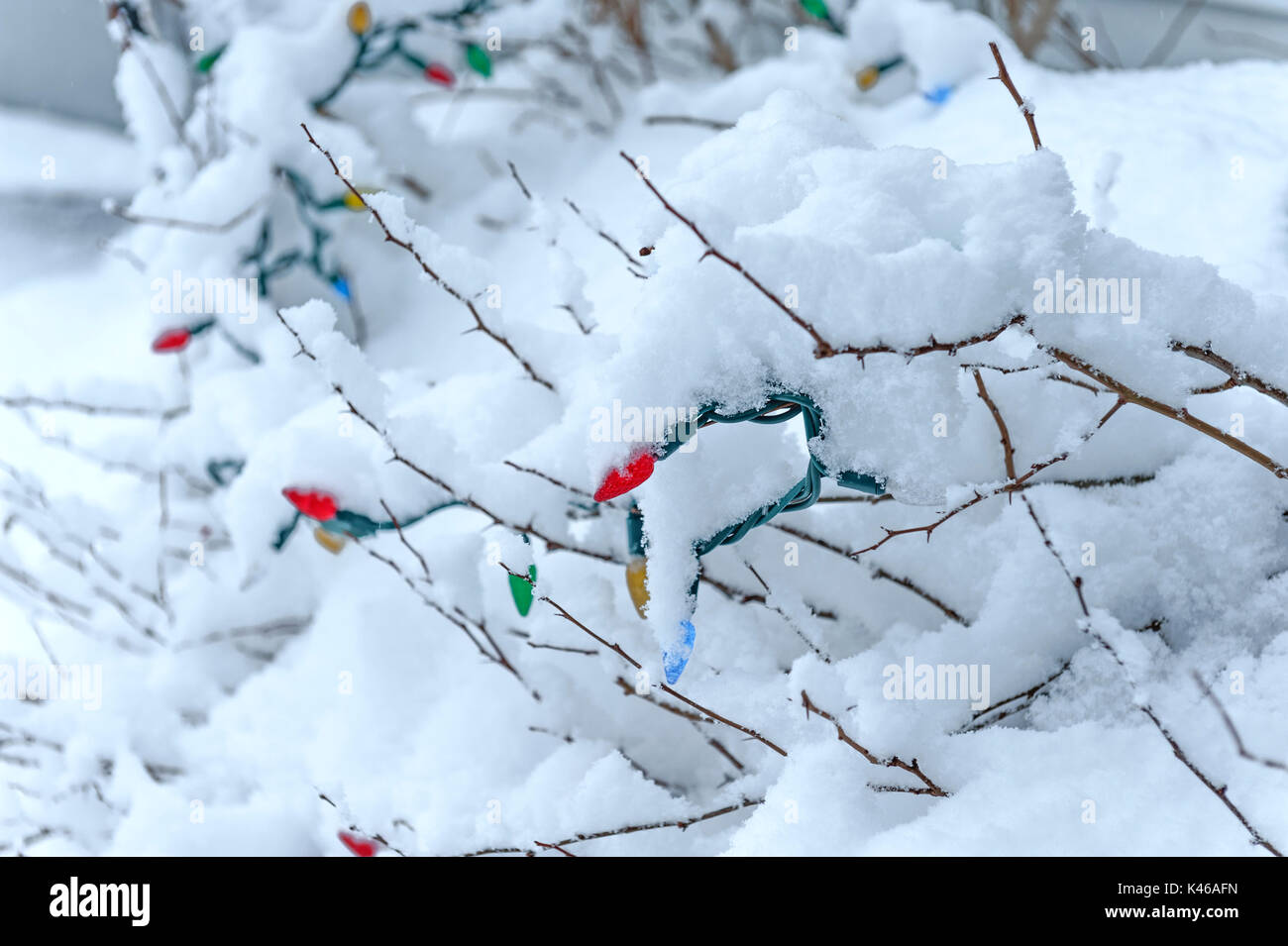 Christmas lights on snow covered bush Stock Photo