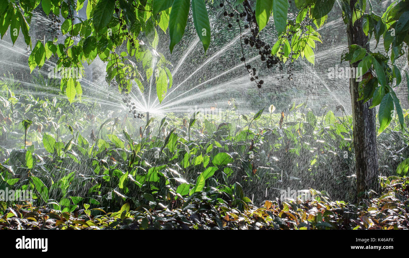 Garden automatic Irrigation system spray watering lawn Stock Photo - Alamy