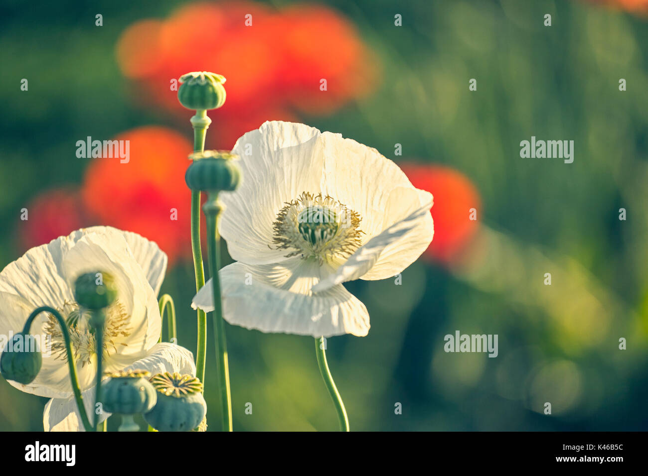 White opium poppy red hi-res stock photography and images - Alamy