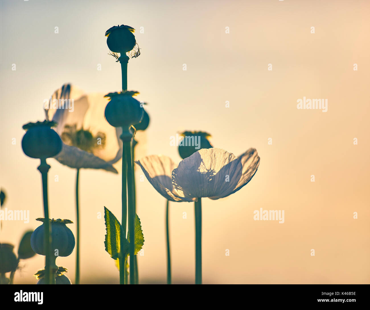 Opium poppy negative space hi-res stock photography and images - Alamy