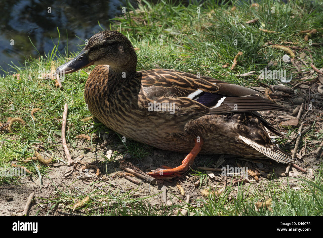 Wild duck with injured leg lying in the grass Stock Photo Alamy