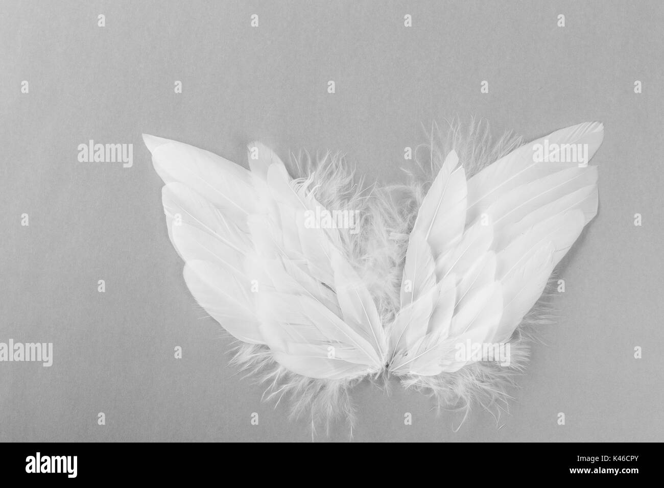angel wings on grey background Stock Photo