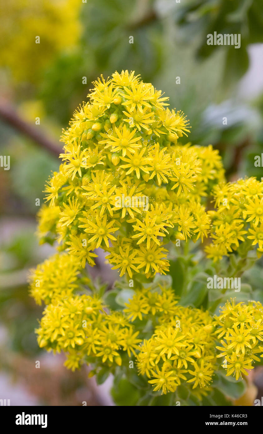 Aeonium glutinosum flowers in Spring. Stock Photo