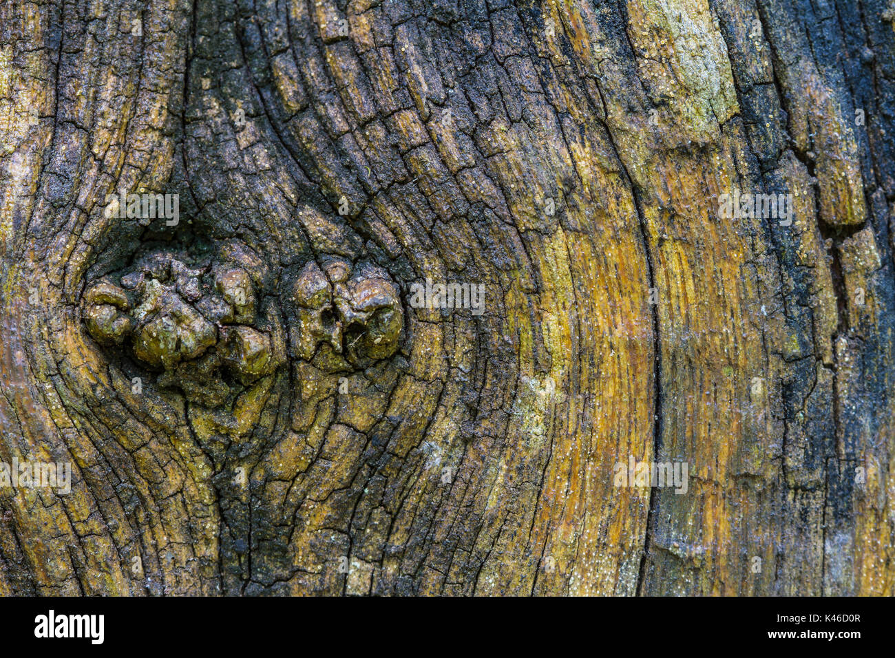 texture of bark wood use as natural background Stock Photo - Alamy