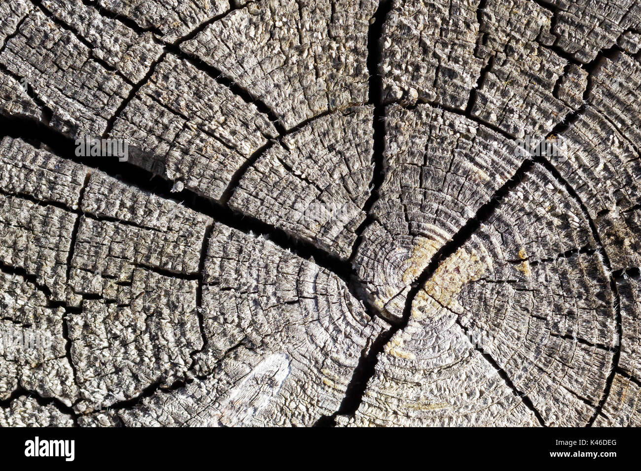 Old tree cut texture, big cracks in the structure Stock Photo