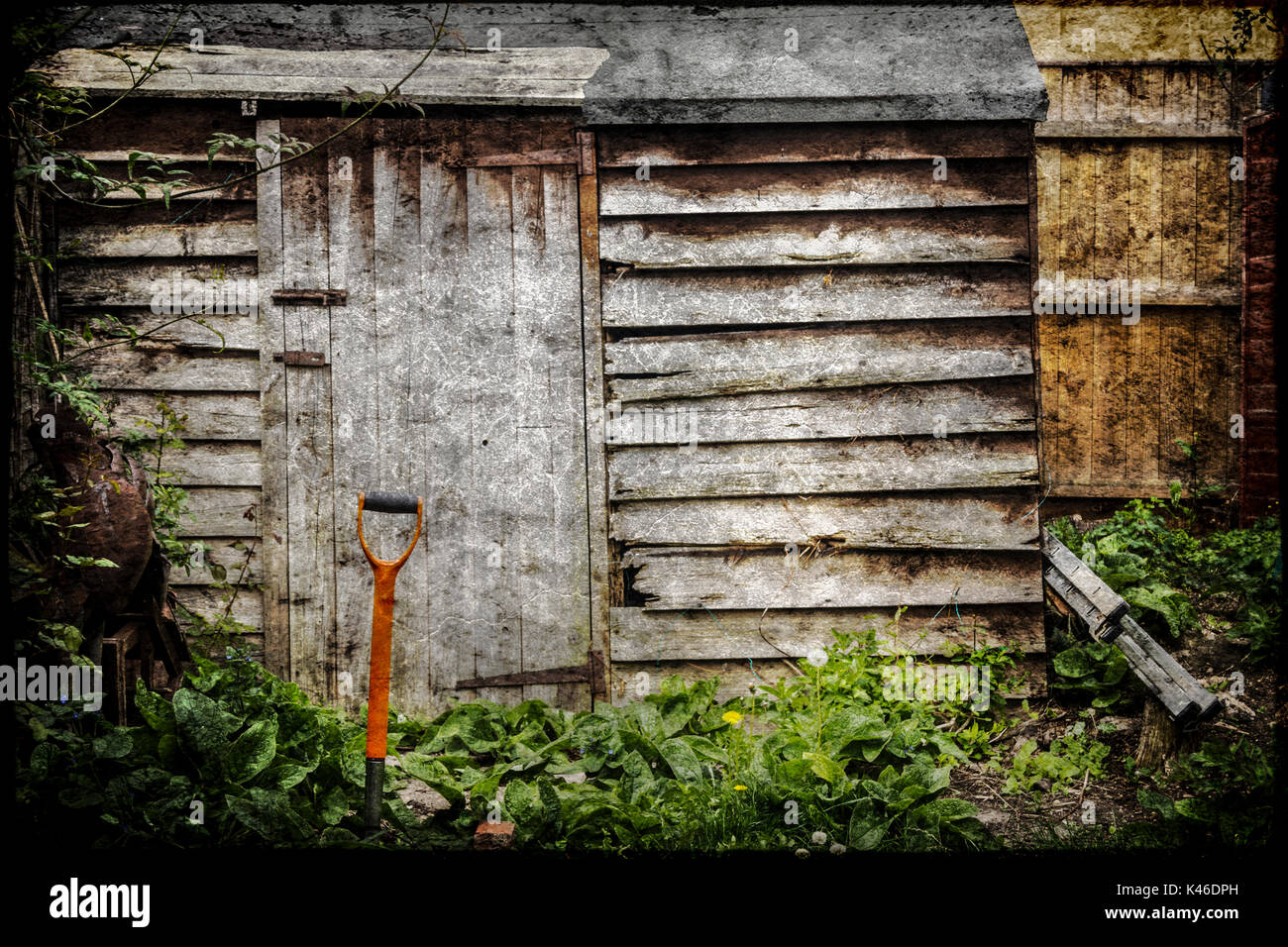 Dilapidated and rotting wooden garden shed in an overgrown garden Stock Photo