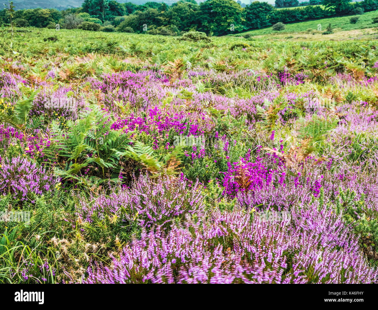 Pink and purple flowering heather on Winsford Hill in the Exmoor National Park. Stock Photo