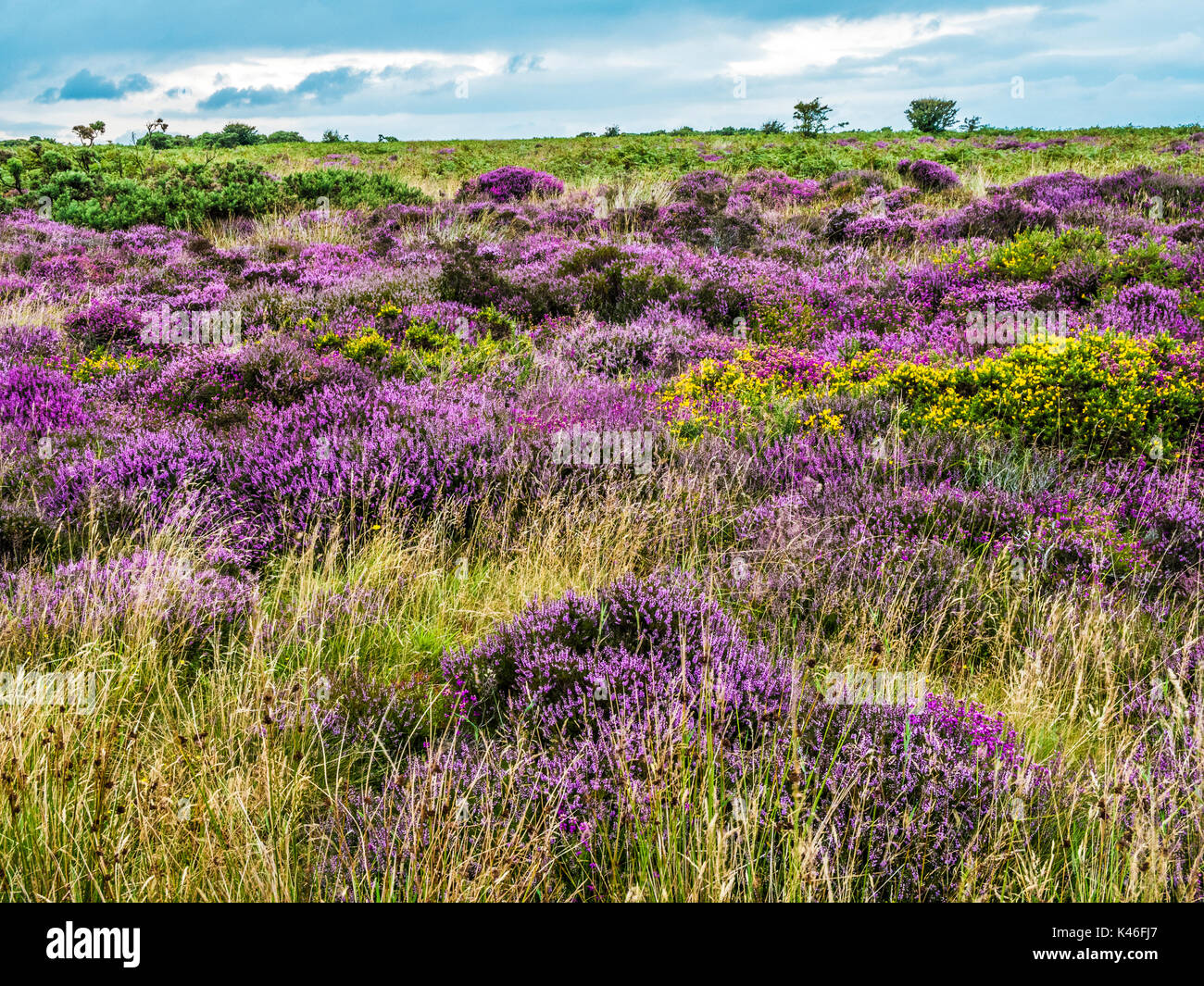 Purple flowering heather and yellow gorse on Winsford Hill in the Exmoor National Park. Stock Photo