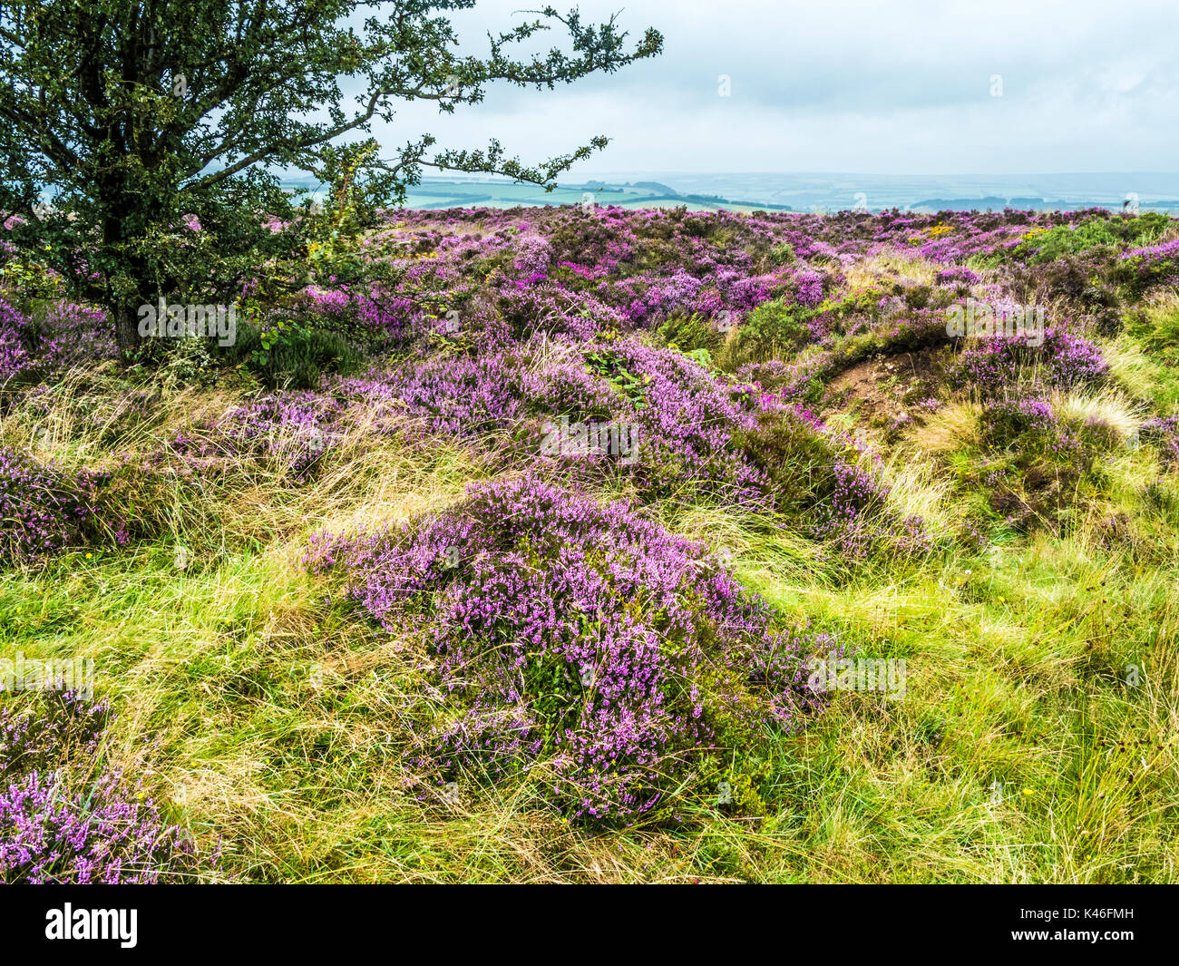 Pink and purple flowering heather in an old quarry on Winsford Hill in the Exmoor National Park. Stock Photo