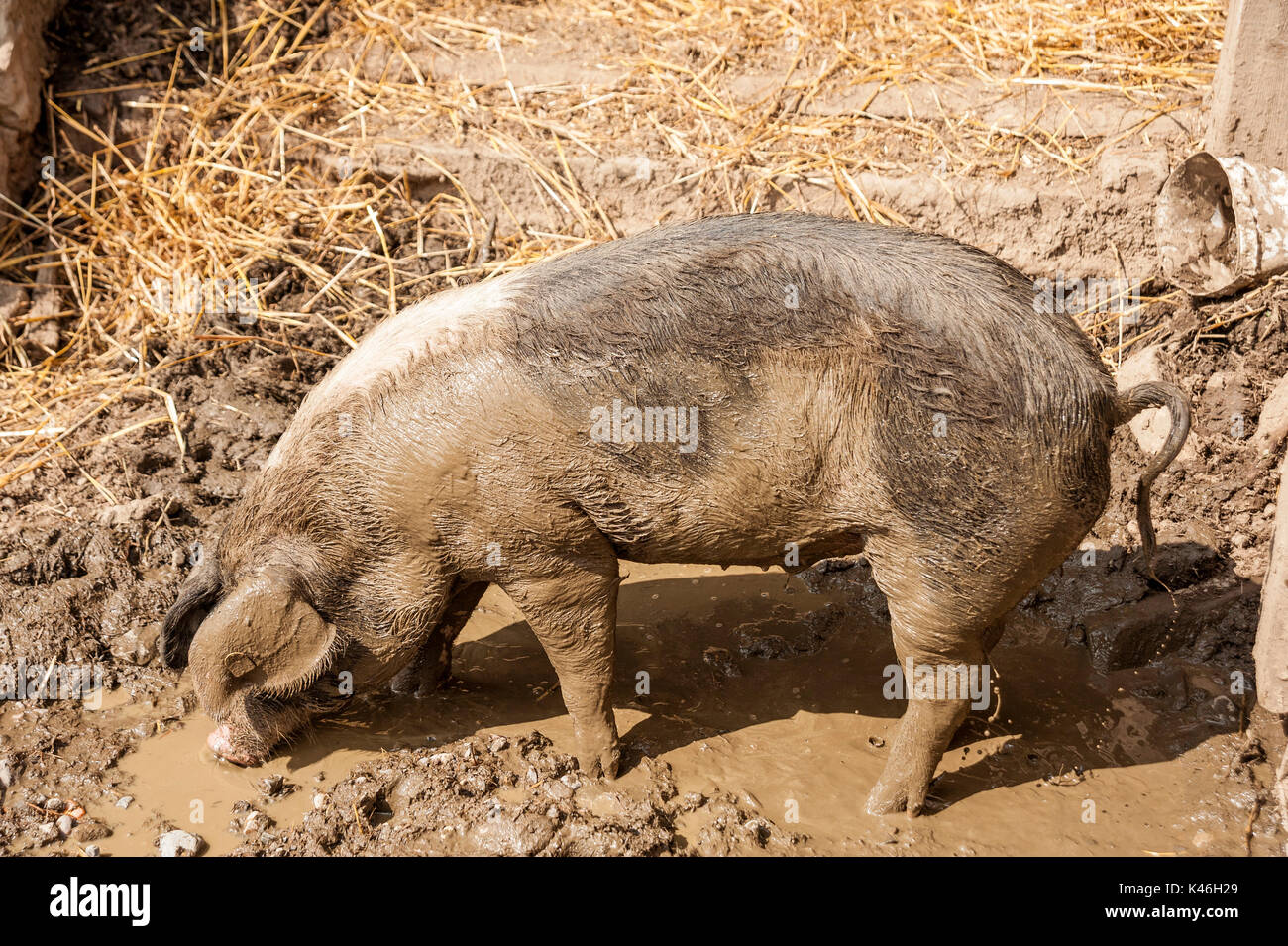 Dirty Pig speciesappropriate husbandry Stock Photo Alamy