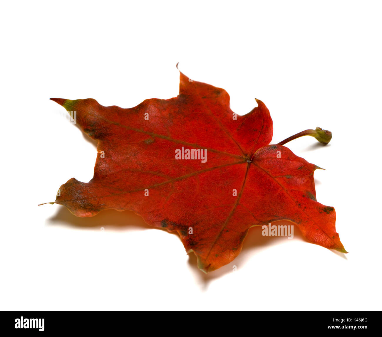 Dark red autumn maple leaf isolated on white background Stock Photo - Alamy