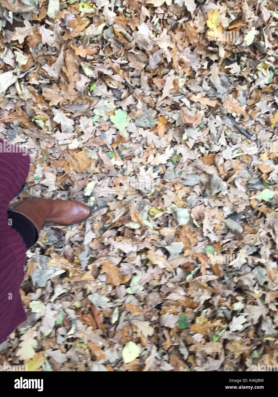Kicking up the dry leaves, walking through an English woodland in early autumn. Stock Photo
