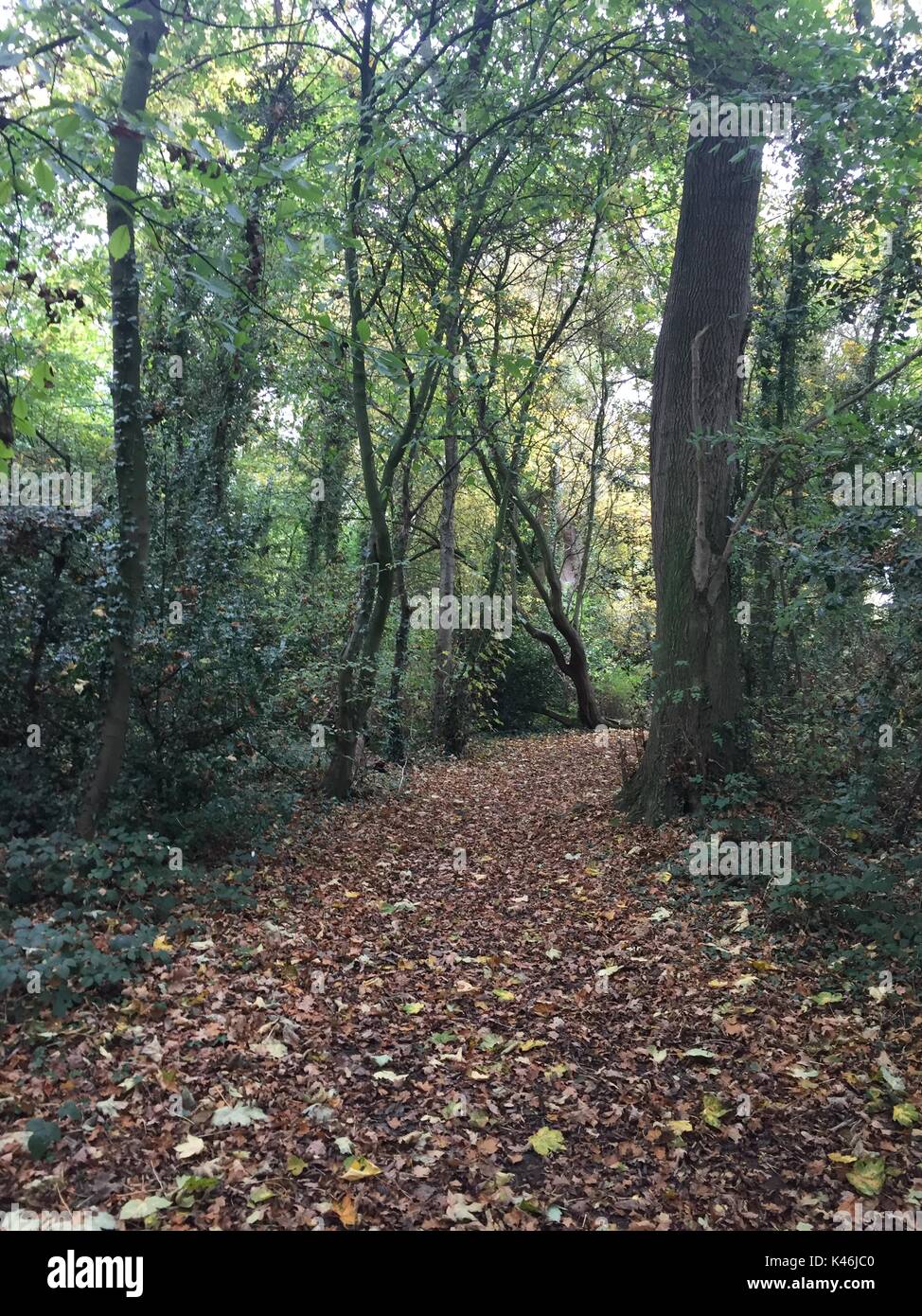 A pathway of colourful dry leaves, on a walk through an English woodland in early autumn. Stock Photo