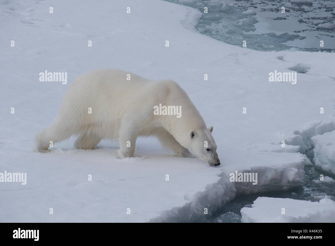 Big polar bear on drift ice edge with snow a water in Arctic North Pole Stock Photo