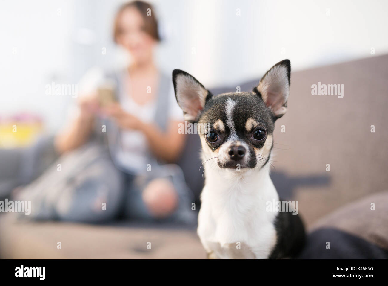 Close up portrait of small cute dog sitting at home. Stock Photo