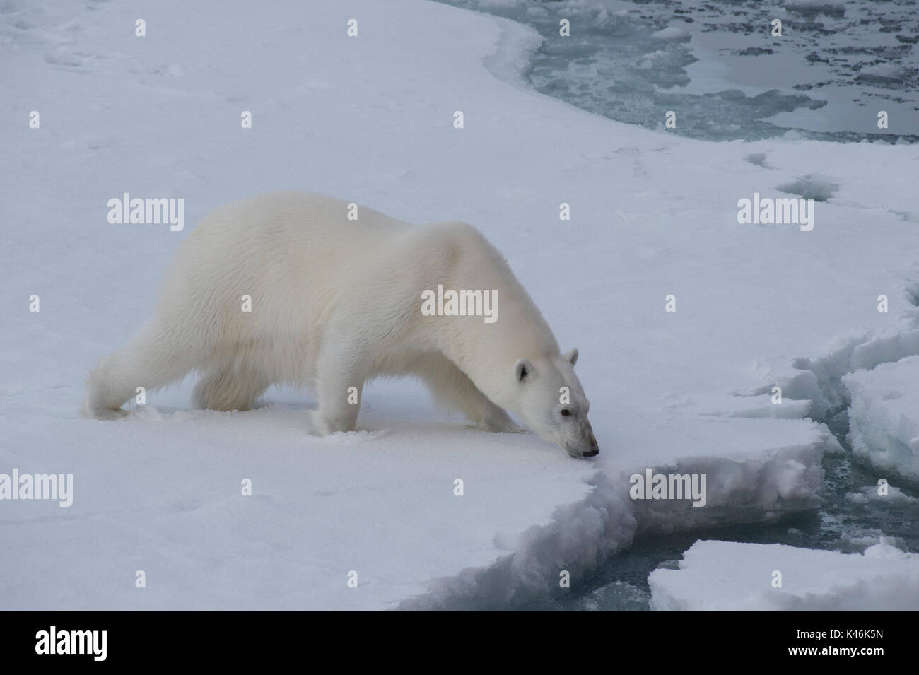 Big polar bear on drift ice edge with snow a water in Arctic North Pole Stock Photo