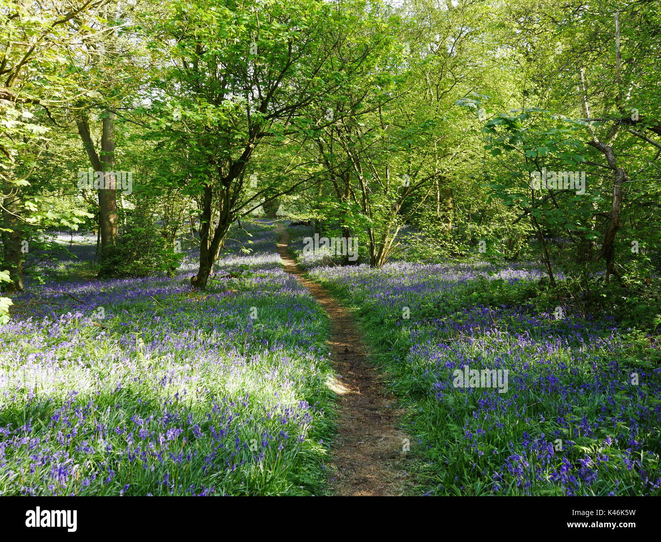 Woodland pathway through bluebell woods High Resolution Stock ...