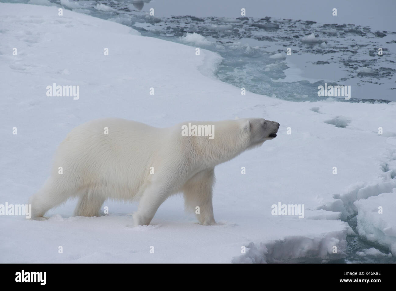 Big polar bear on drift ice edge with snow a water in Arctic North Pole Stock Photo