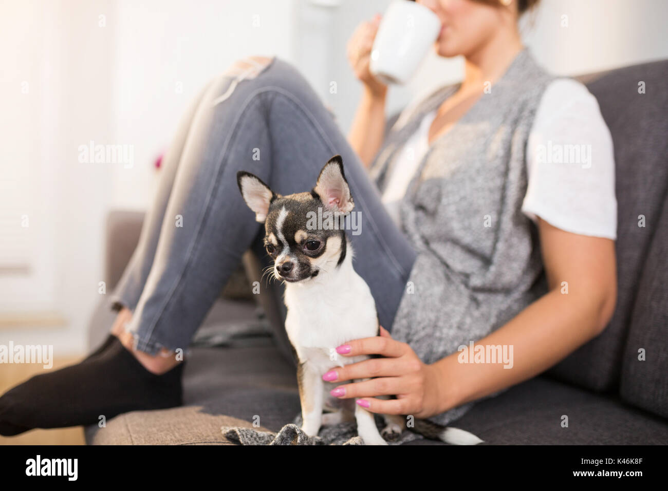Close up portrait of small dog sitting on couch with it's owner Stock ...
