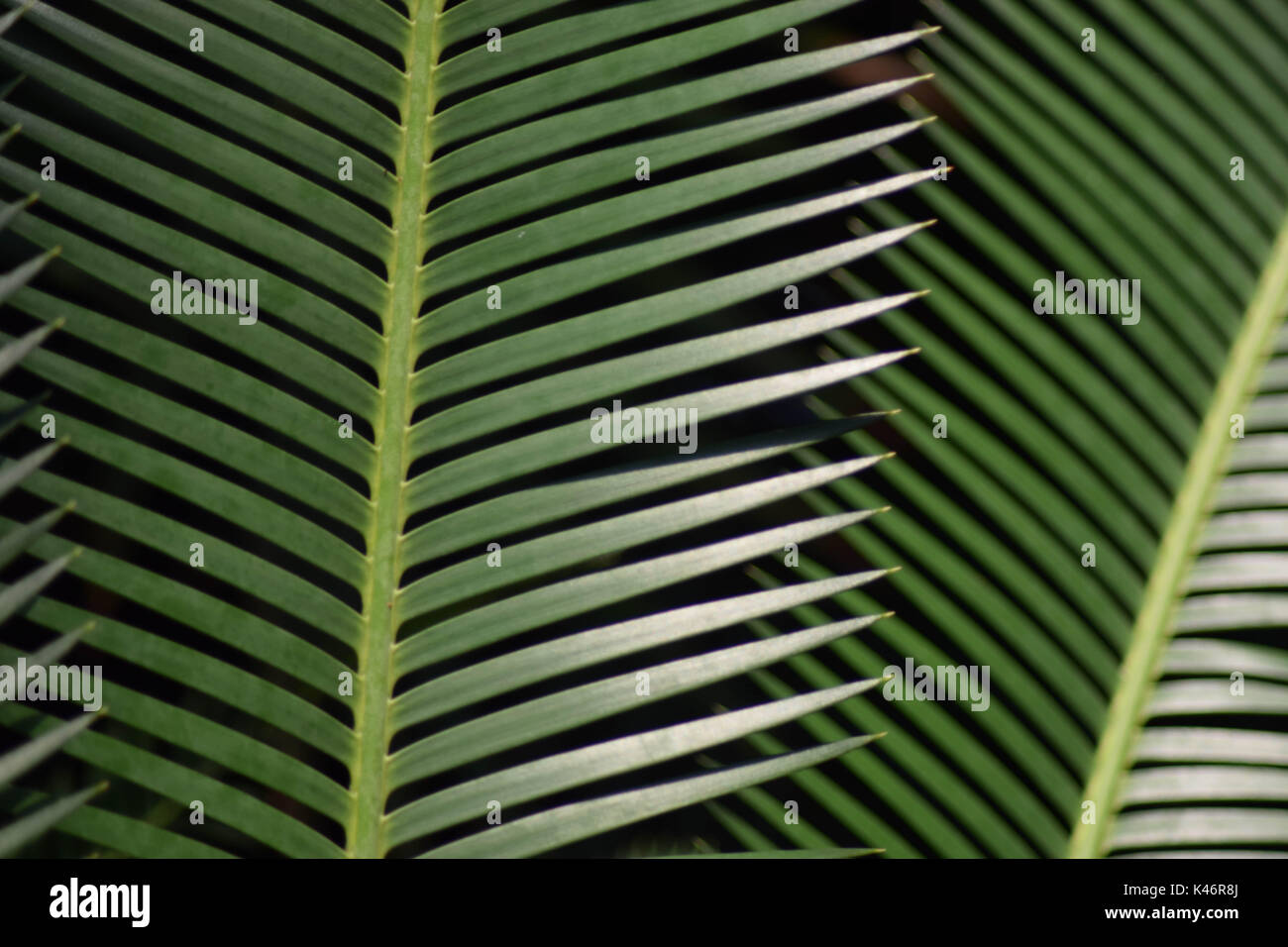Pointy, Green Leaves Stock Photo