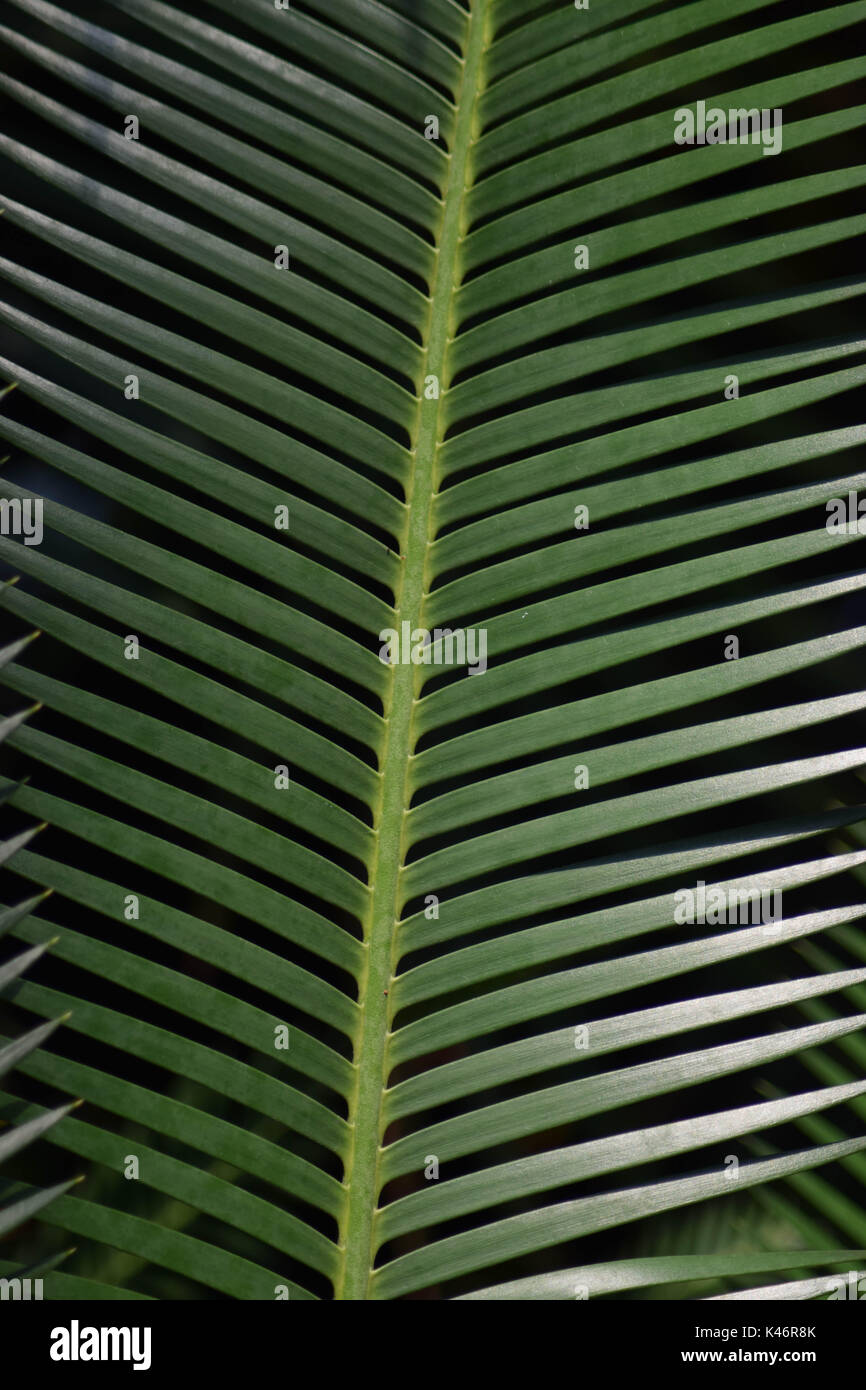Pointy, Green Leaves Stock Photo