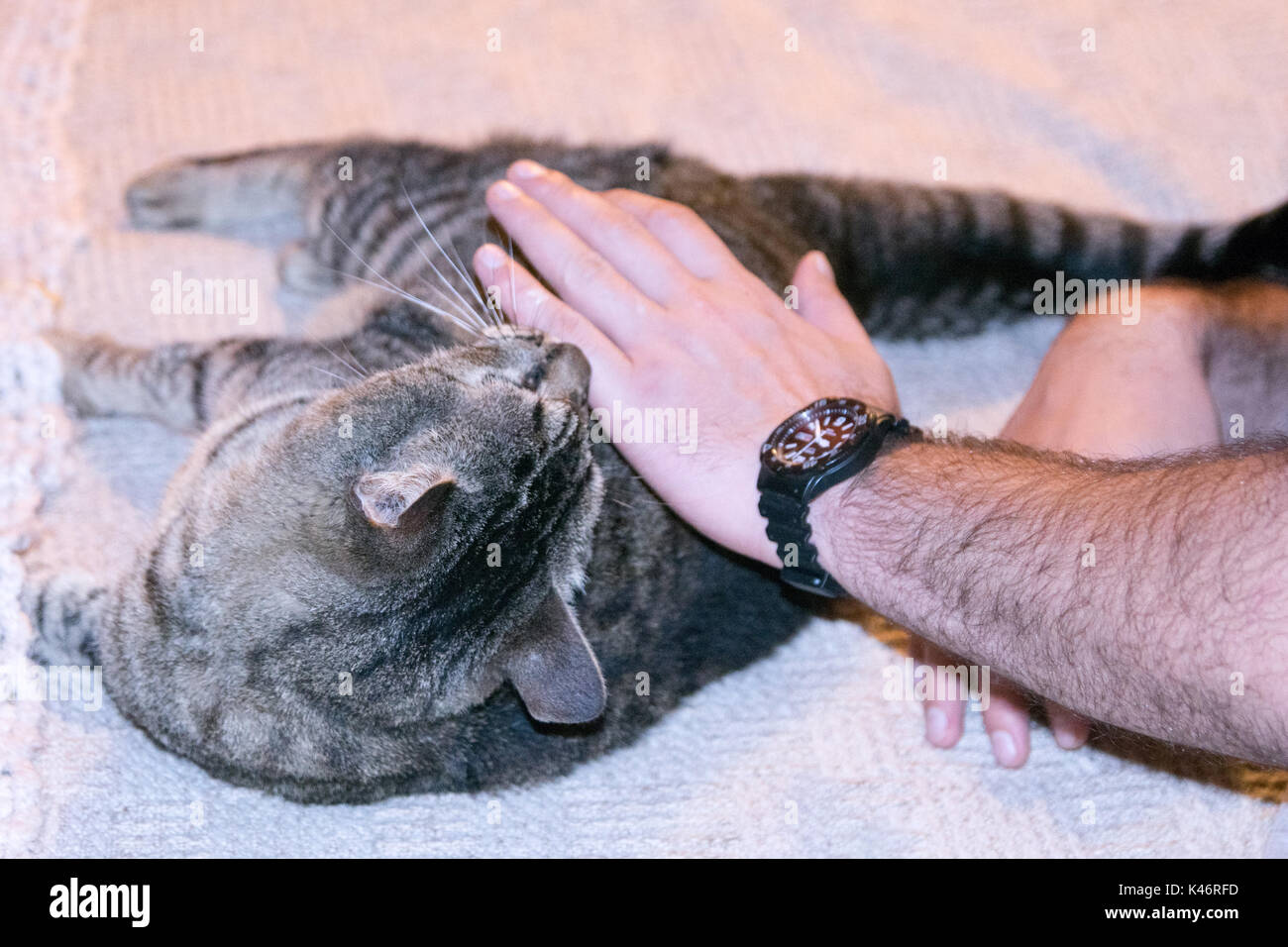 Caressing a cute cat Stock Photo