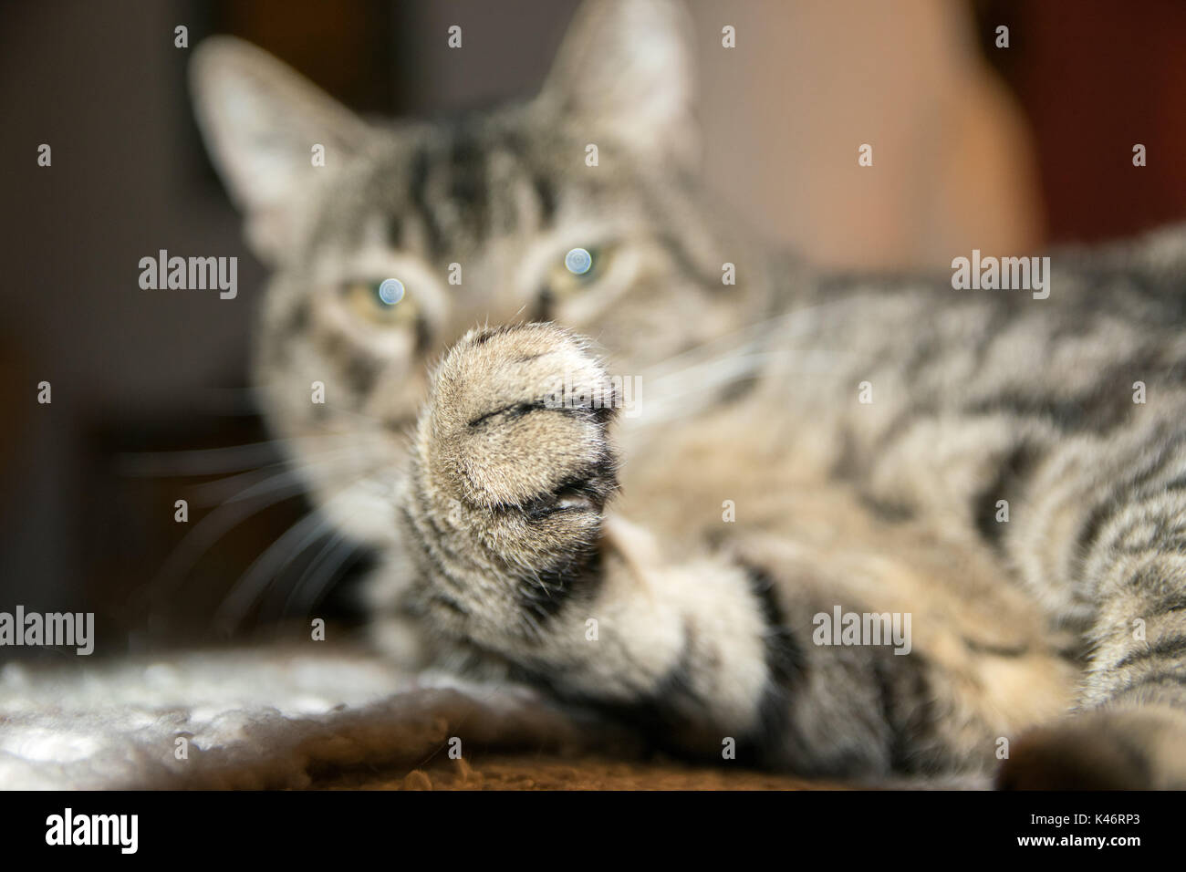 Cat showing claws Stock Photo - Alamy