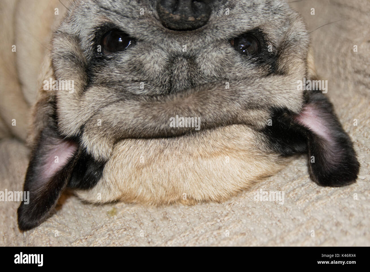 Pug Carlino Lying Down Stock Photo