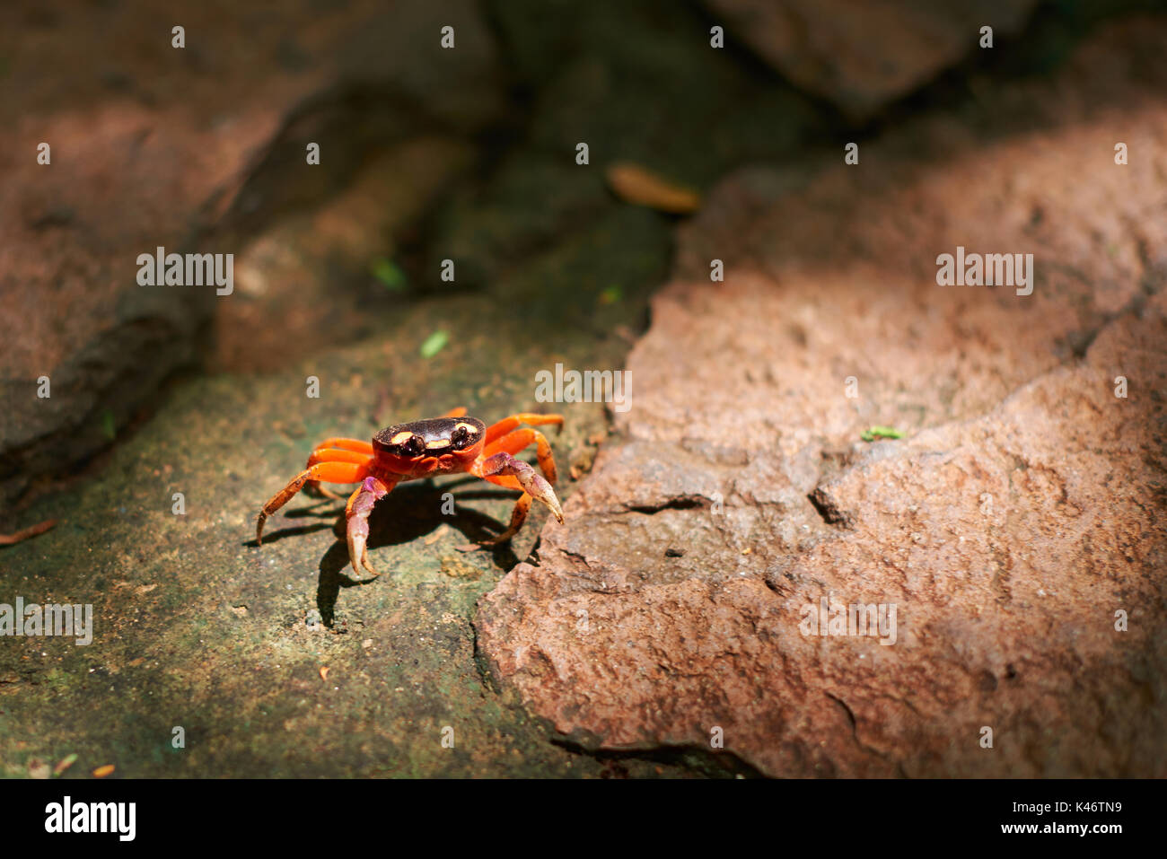Small red crab staying on brown stone Stock Photo