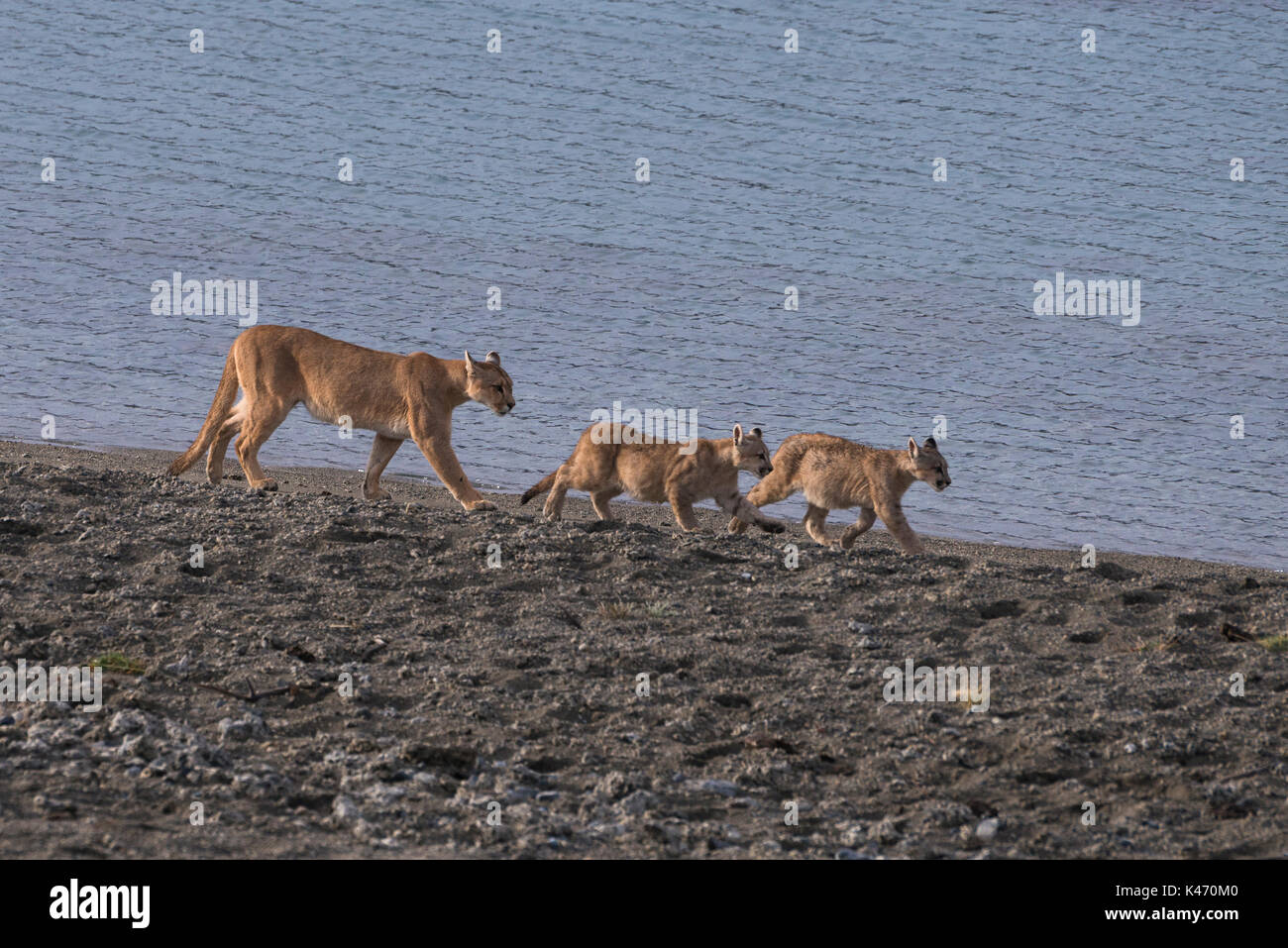 Mother Puma and two cubs from Torres del Paine, Chile Stock Photo