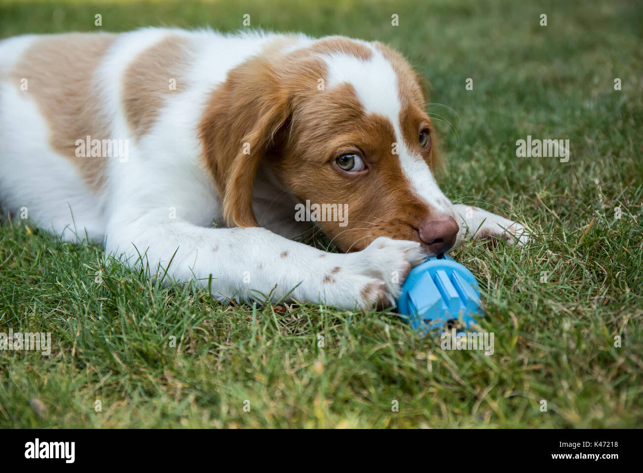Two month old Brittany Spaniel