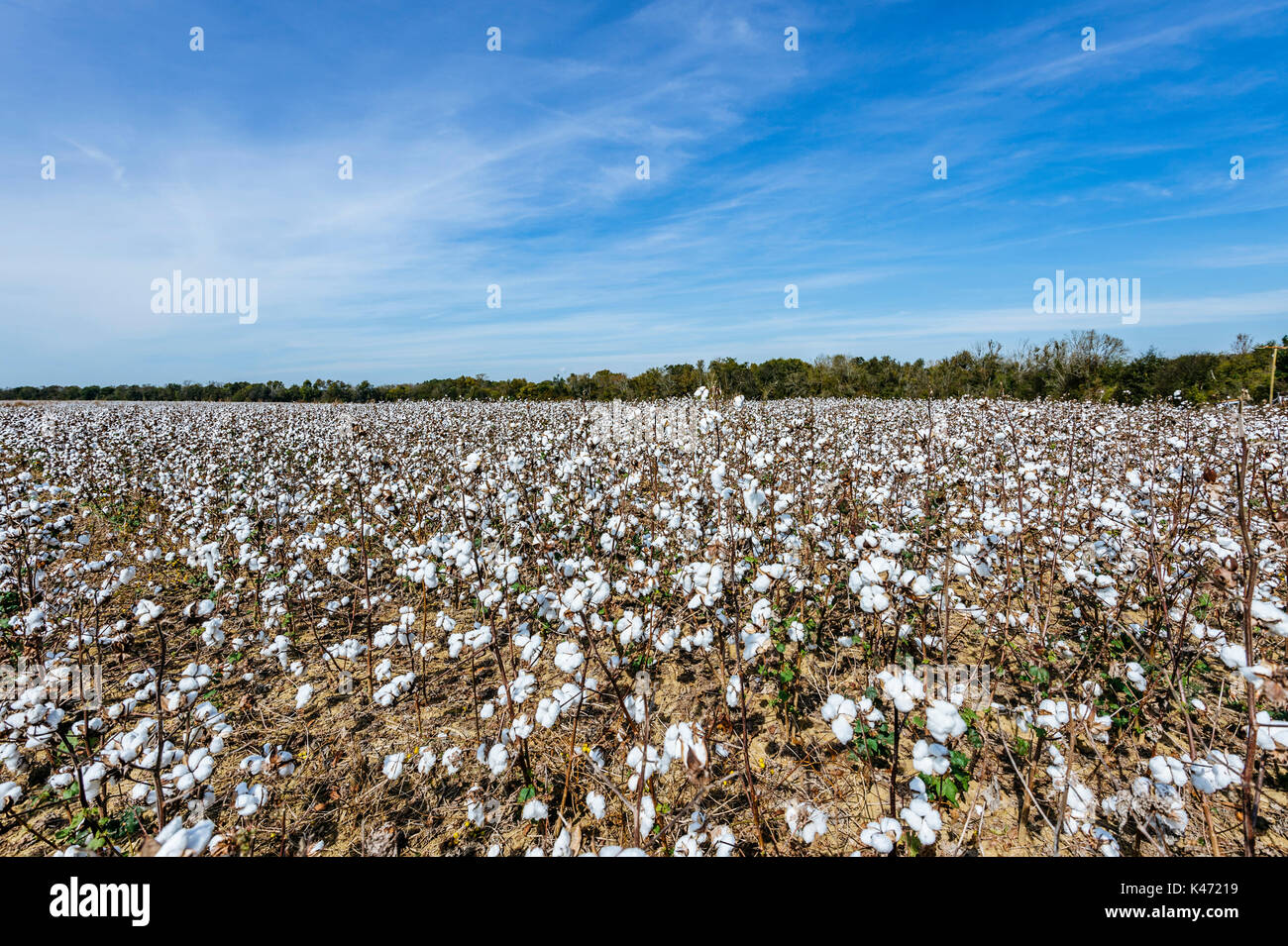 Cotton field hires stock photography and images Alamy