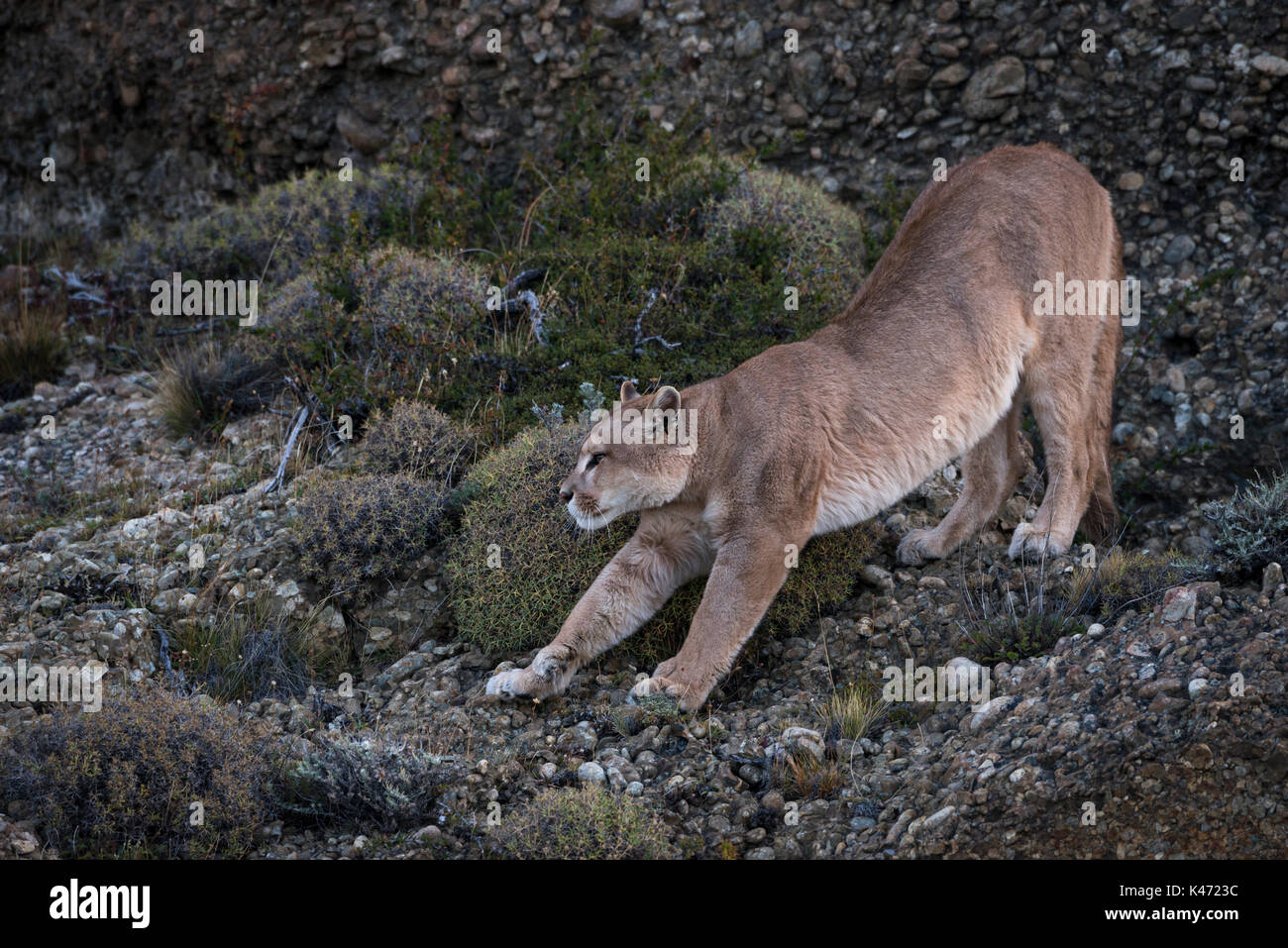 Wild Puma (Puma concolor) from Torres del Paine, Chile Stock Photo