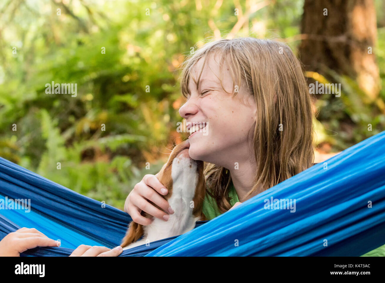 Two month old Brittany Spaniel 'Archie' resting in a hammock, licking his ten year old girl owner, in Issaquah, Washington, USA Stock Photo
