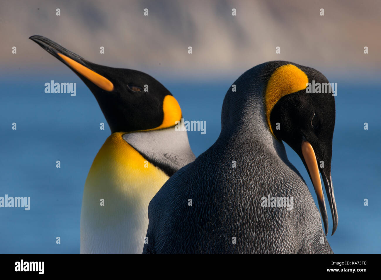 King Penguin (Aptenodytes patagonicus) from Tierra del Fuego, Chile Stock Photo