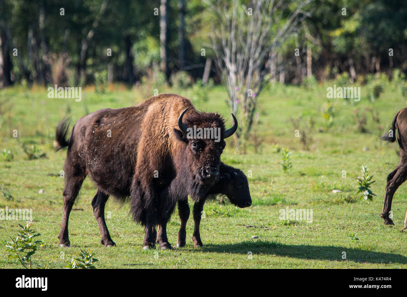 Herd of buffalo grazing in a field Stock Photo