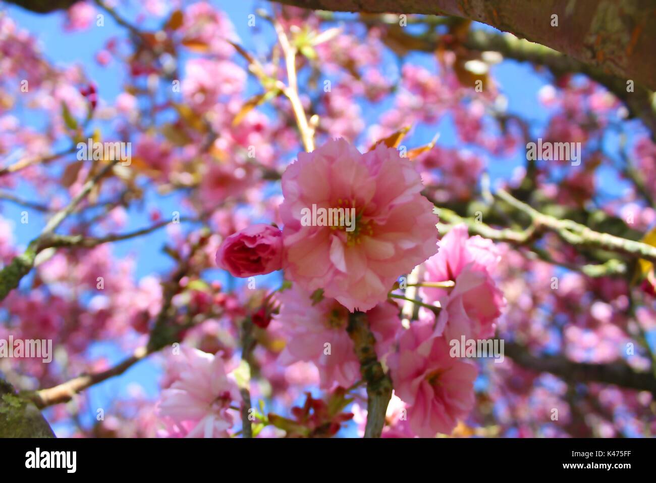 Irish cherry blossom hires stock photography and images Alamy