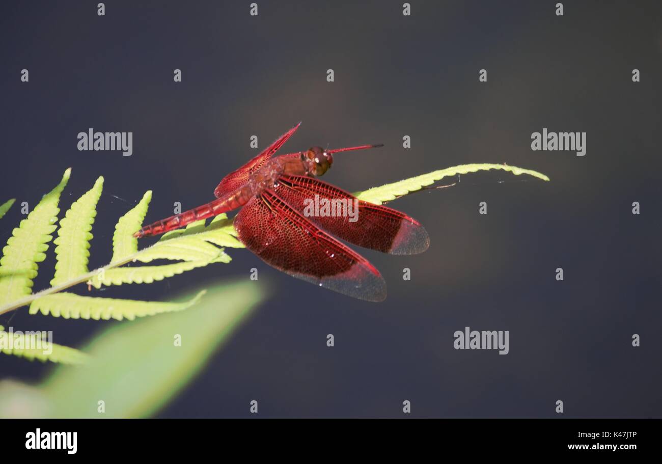 Dragonfly perched on the leaf, in Malang Indonesia Stock Photo - Alamy