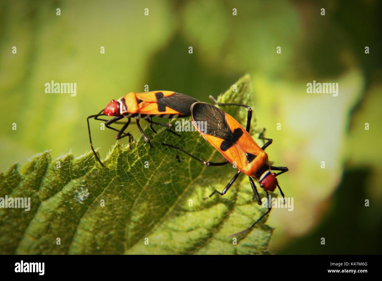 The mating ladybugs on leaves, in Malang Indonesia Stock Photo - Alamy