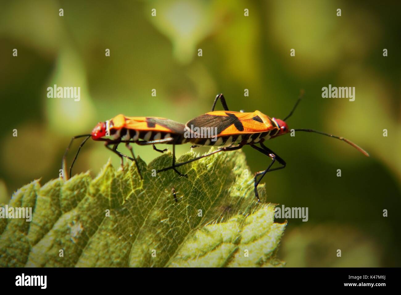 The mating ladybugs on leaves, in Malang Indonesia Stock Photo - Alamy