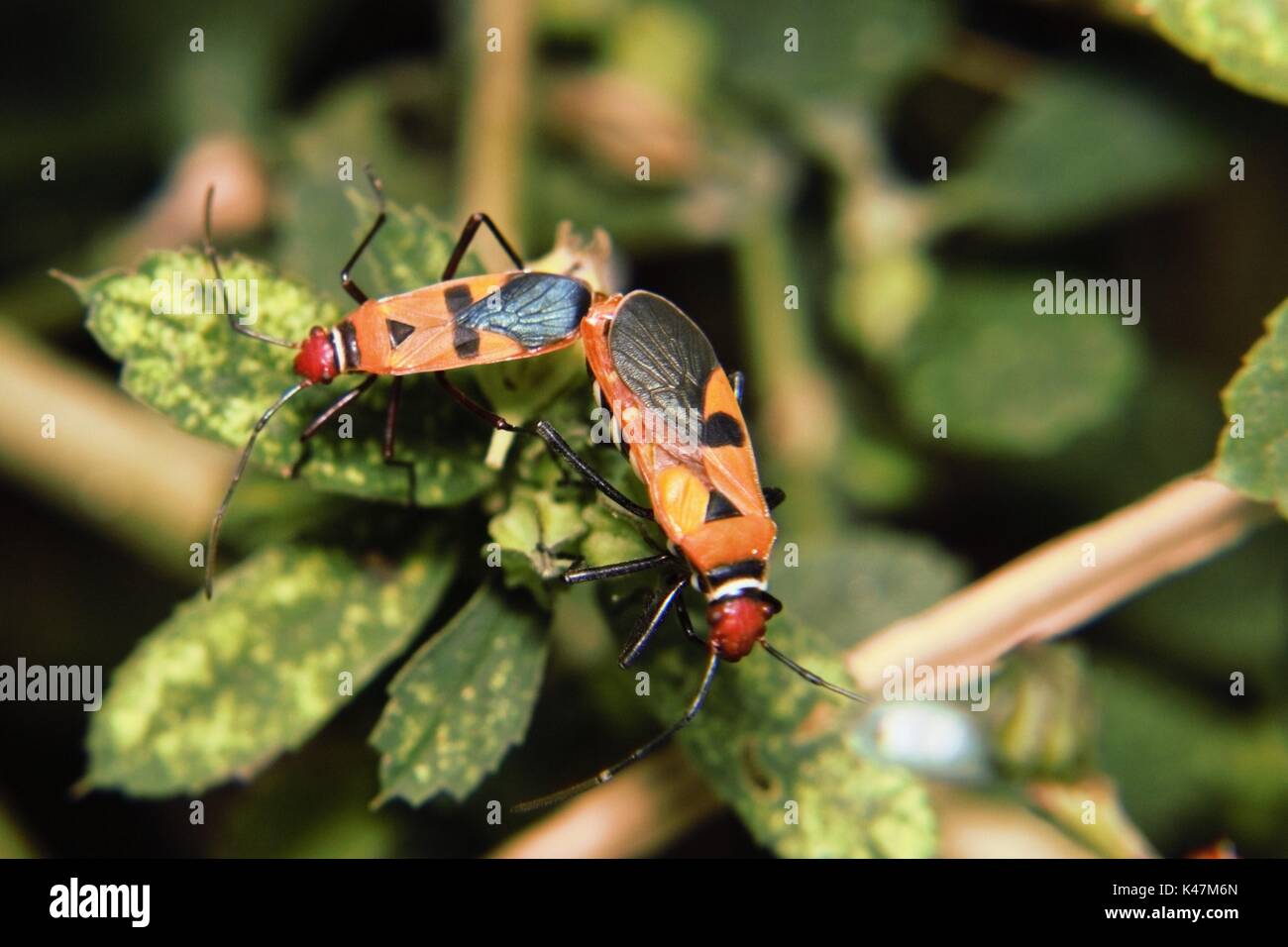 The mating ladybugs on leaves, in Malang Indonesia Stock Photo - Alamy