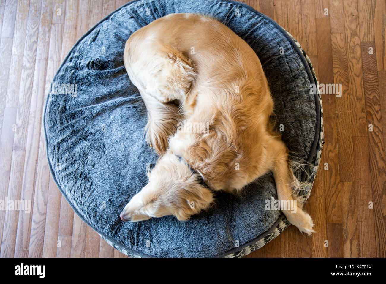 Male Golden Retriever sleeping on his dog bed Stock Photo