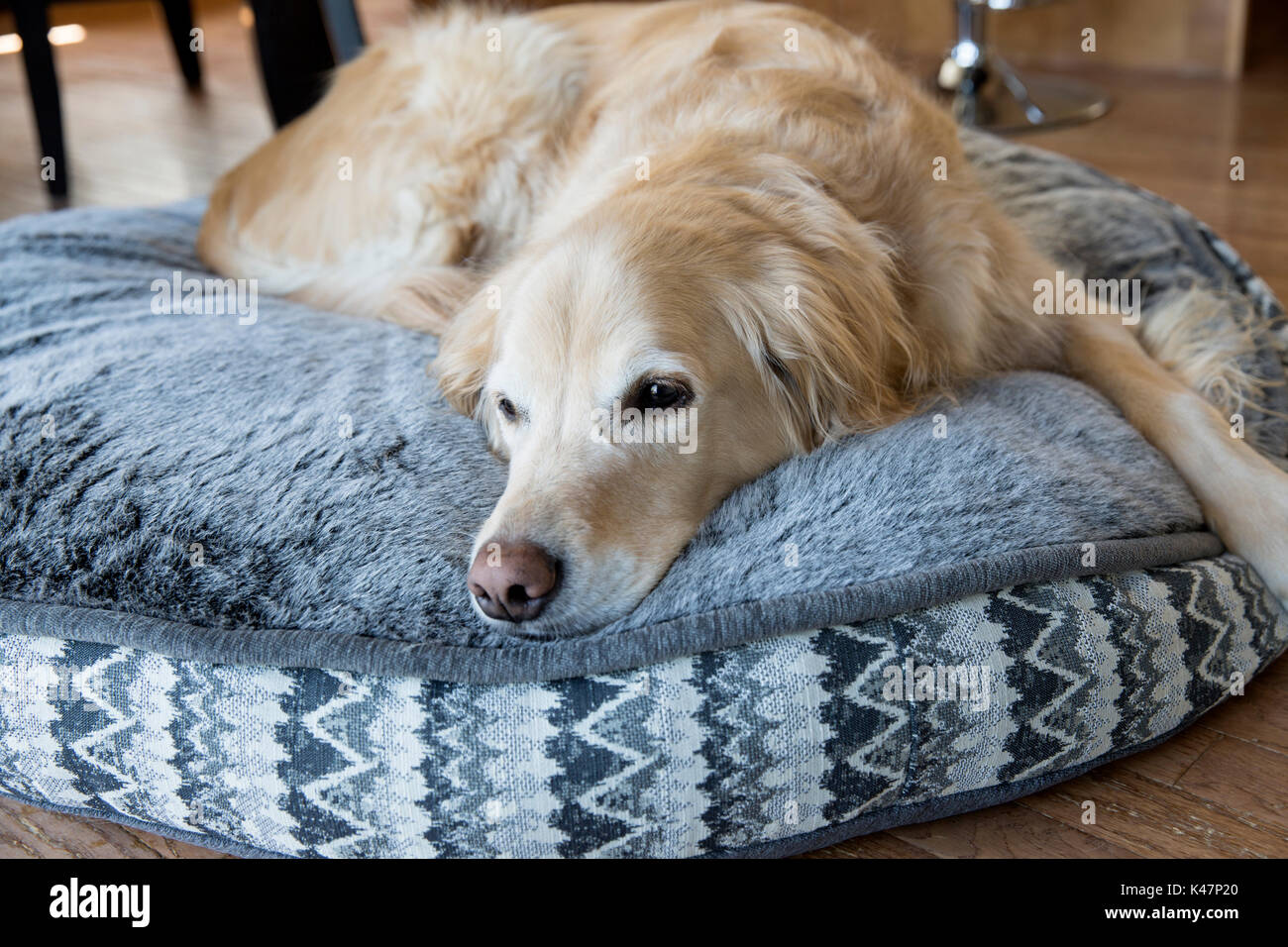 Male Golden Retriever resting on his dog bed Stock Photo Alamy