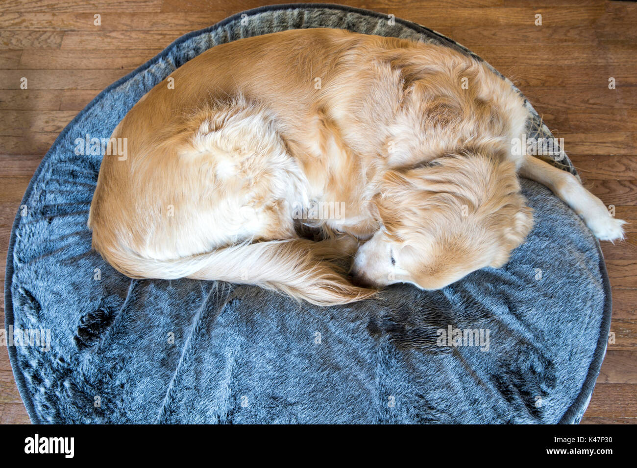 Male Golden Retriever sleeping on his dog bed Stock Photo Alamy