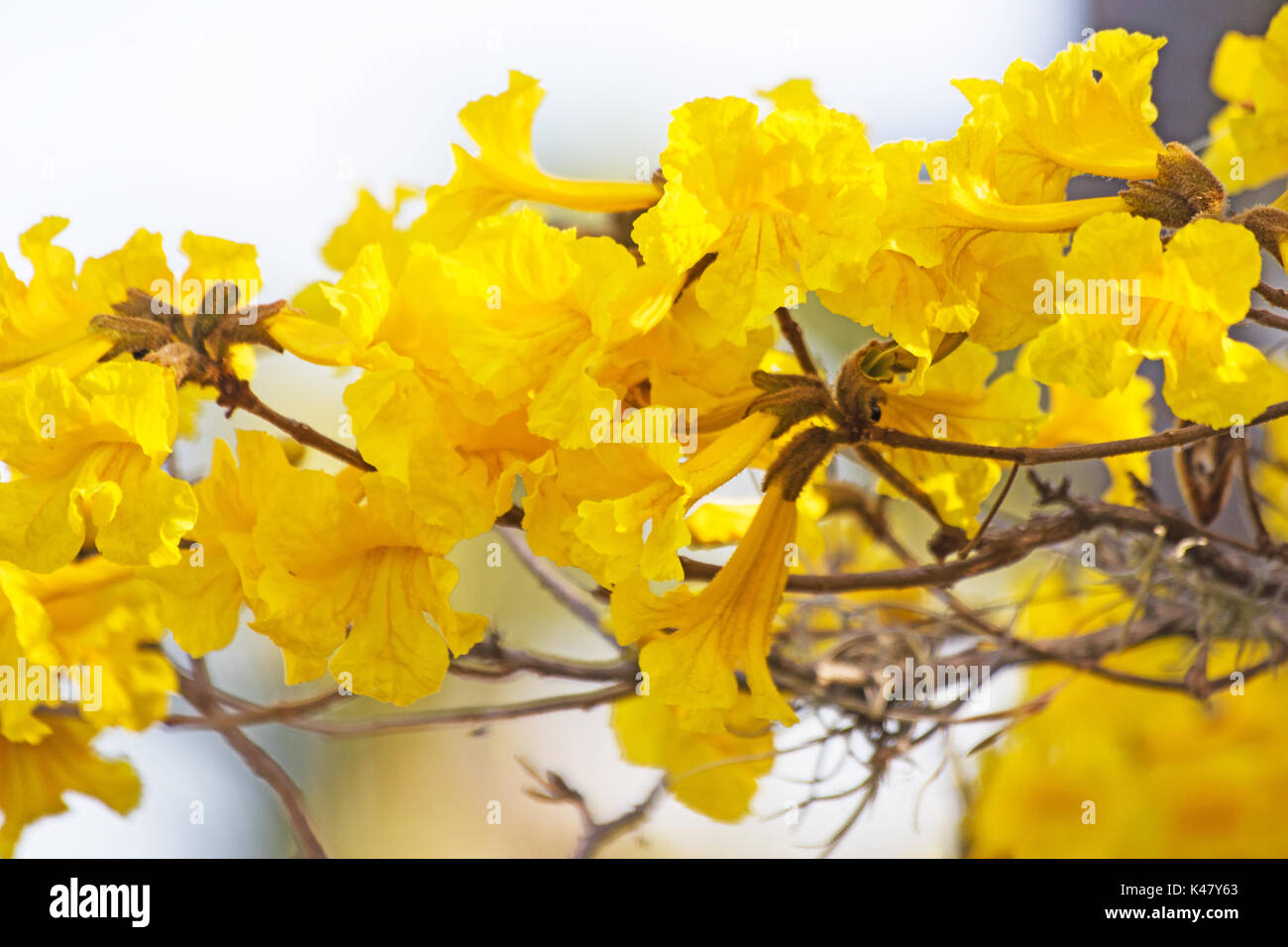 Golden trumpet tree flowers Stock Photo