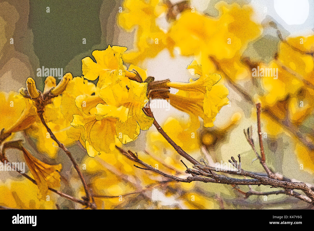 Golden trumpet tree flowers Stock Photo