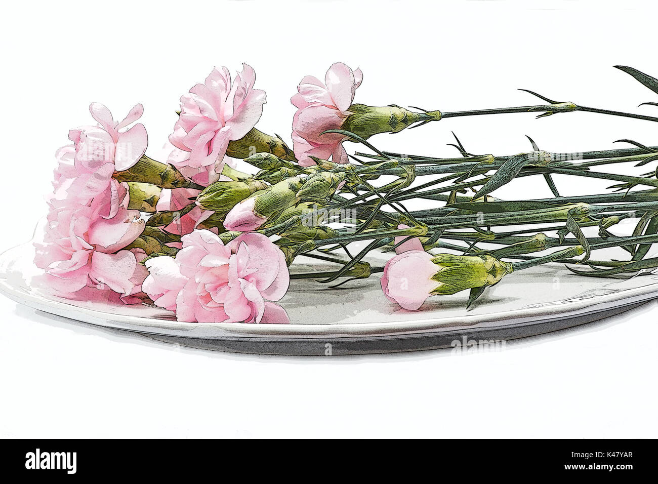 Fresh carnation cuttings in a plate on white background Stock Photo Alamy