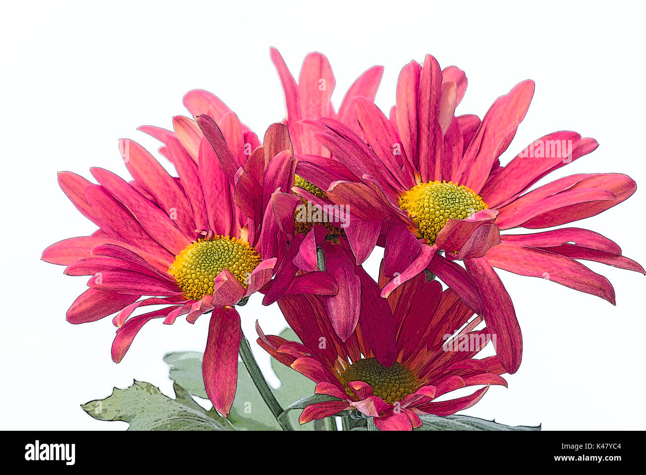 Chrysanthemum cut flowers hires stock photography and images Alamy