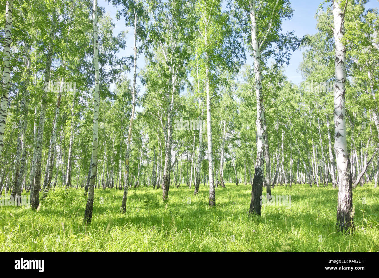 summer birch forest Stock Photo - Alamy