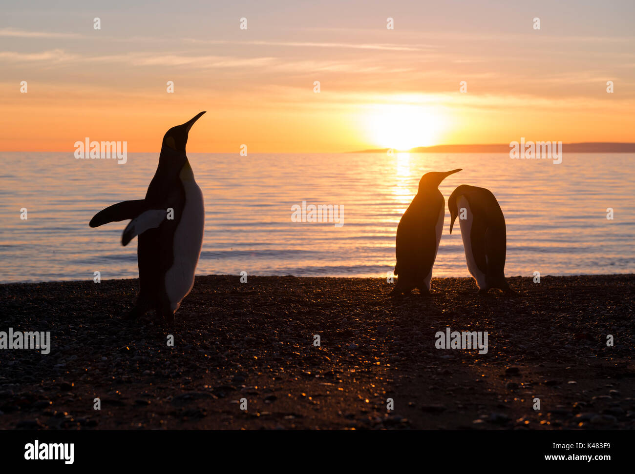 King Penguin (Aptenodytes patagonicus) from Tierra del Fuego, Chile Stock Photo